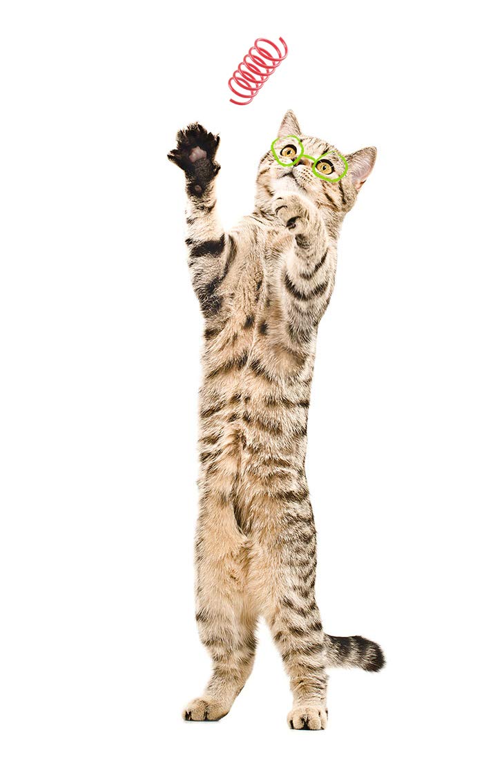 Tamu style cat spring toy promotes agility and daily activity through varied play.