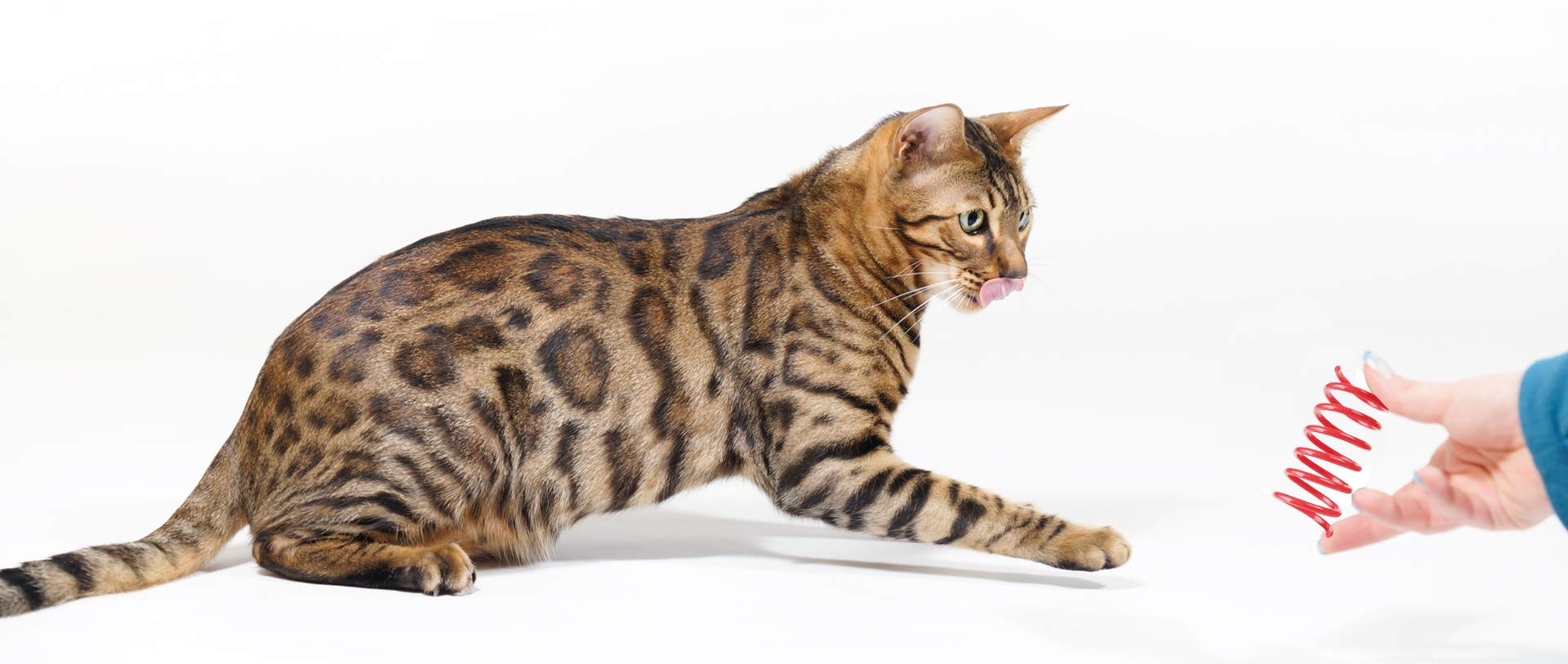 Tamu style cat spring toy chew-safe plastic ensures safe, light-weight play.