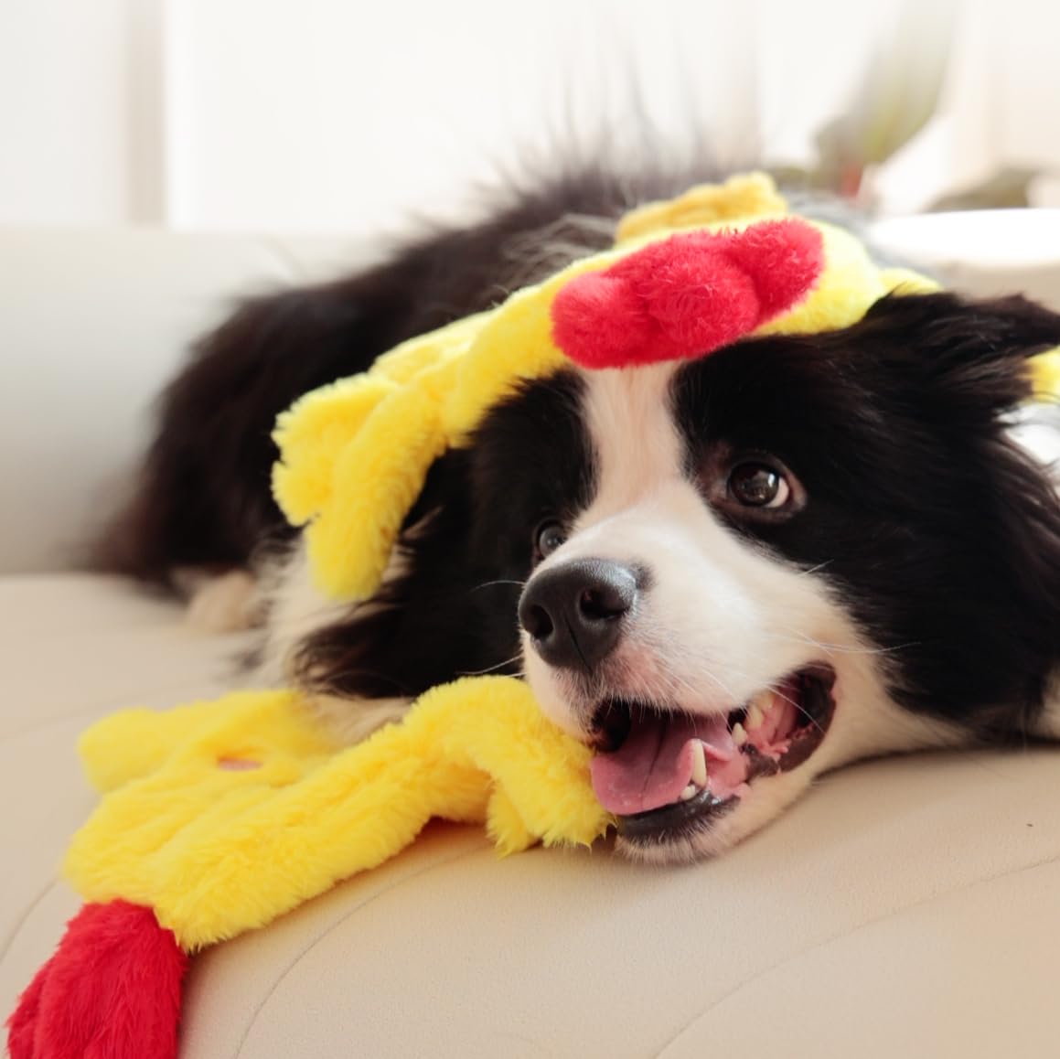 Tamu Style dog chicken crinkle toy playtime setup for versatile training sessions.