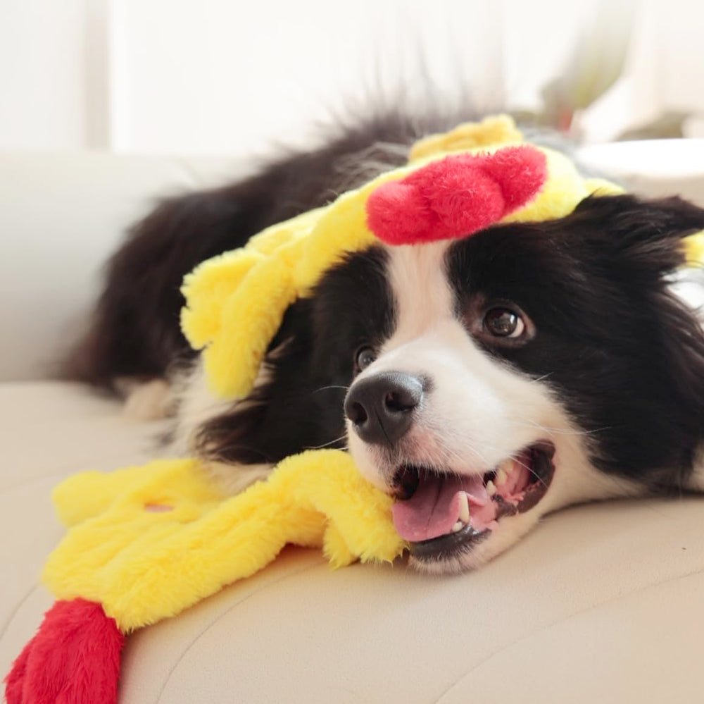 Tamu Style dog chicken crinkle toy playtime setup for versatile training sessions.