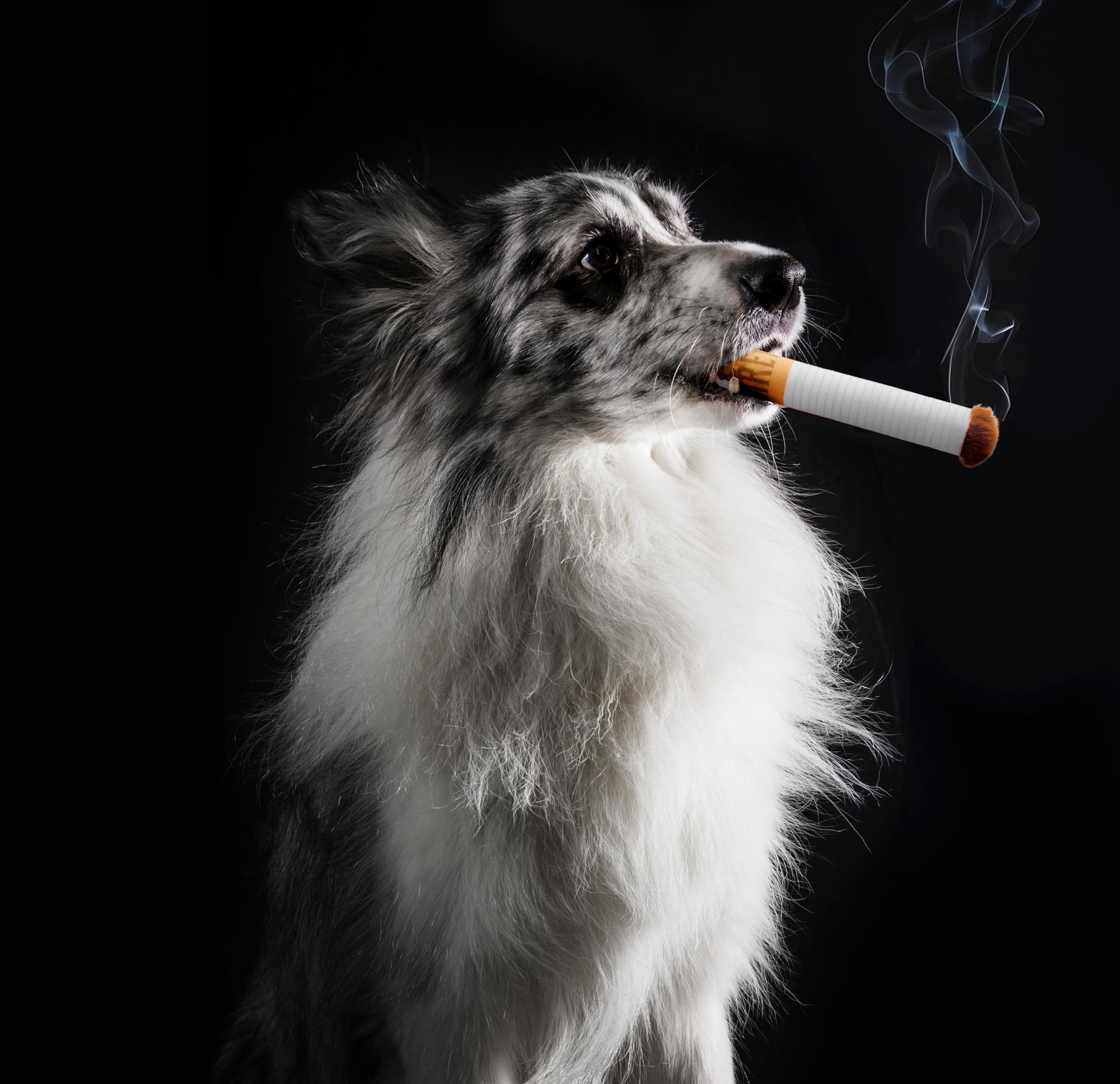 Tamu style durable yet gentle dog toy image conveys suitability for light to moderate chewers