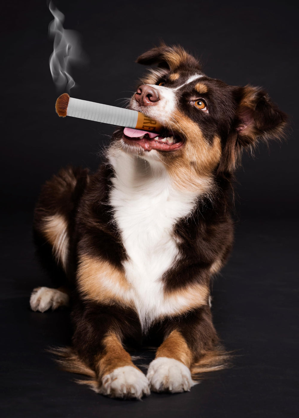 Tamu style cute design squeaker toy in a cozy environment supports interactive play and bonding