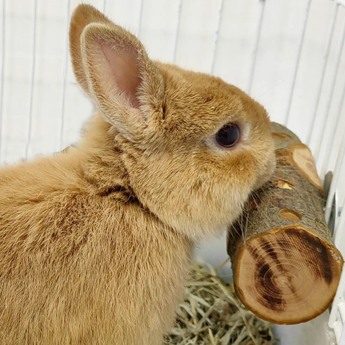 TANOMA Apple Wood small animal cage-branch: natural chew for enrichment and teeth maintenance.