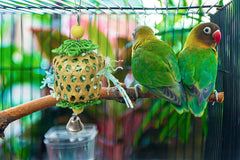 TANOMA in-cage setup image showcases space-efficient enrichment.