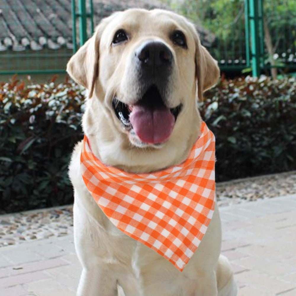 Tayfremn dog bandana for photo shoots yields adorable portraits.