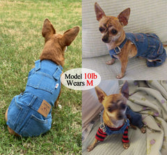 Tealots denim jacket pants combo worn by a dog, versatile for photos and outings.