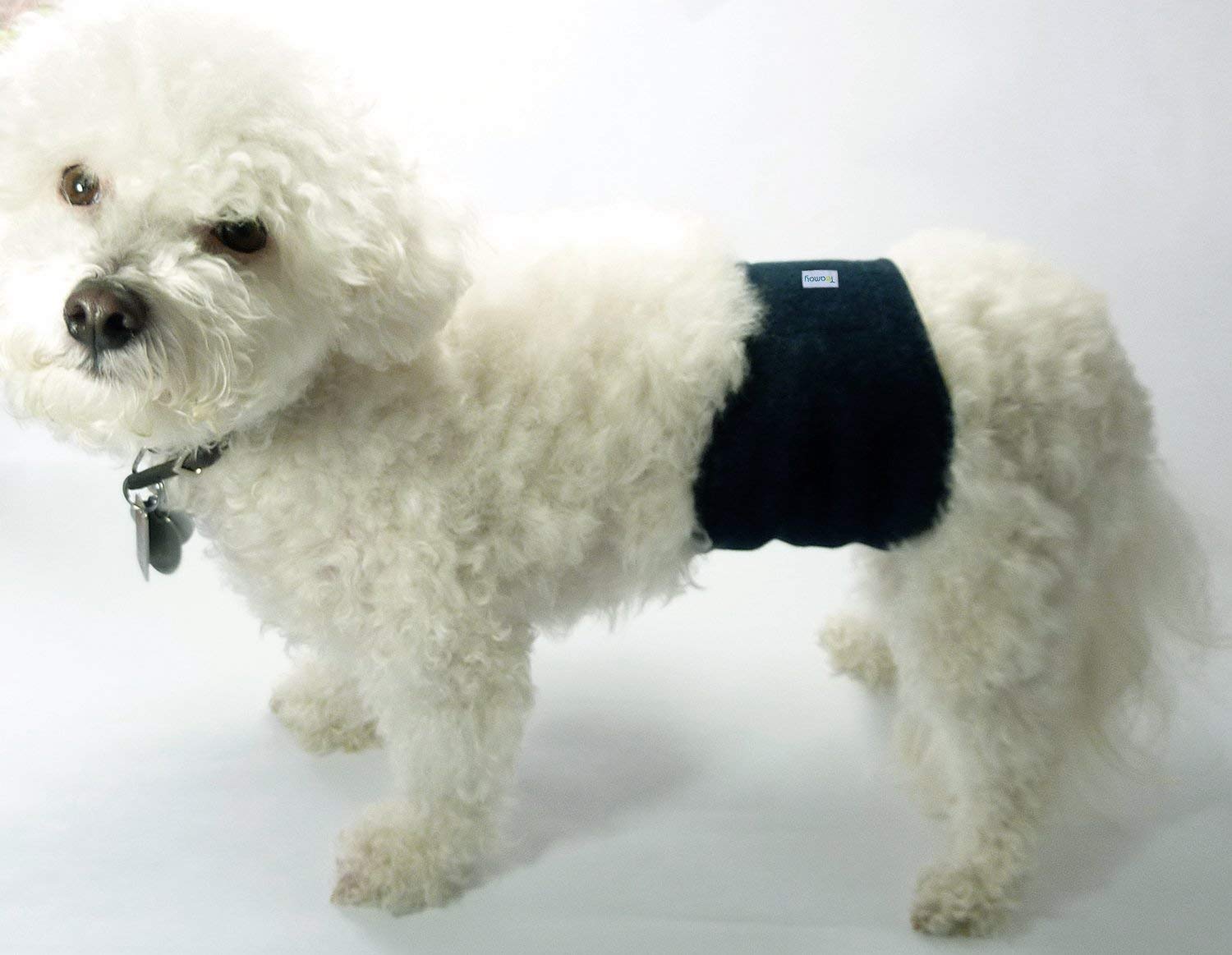 Teamoy wrap diapers on a small dog during a stroll demonstrates reliable fit