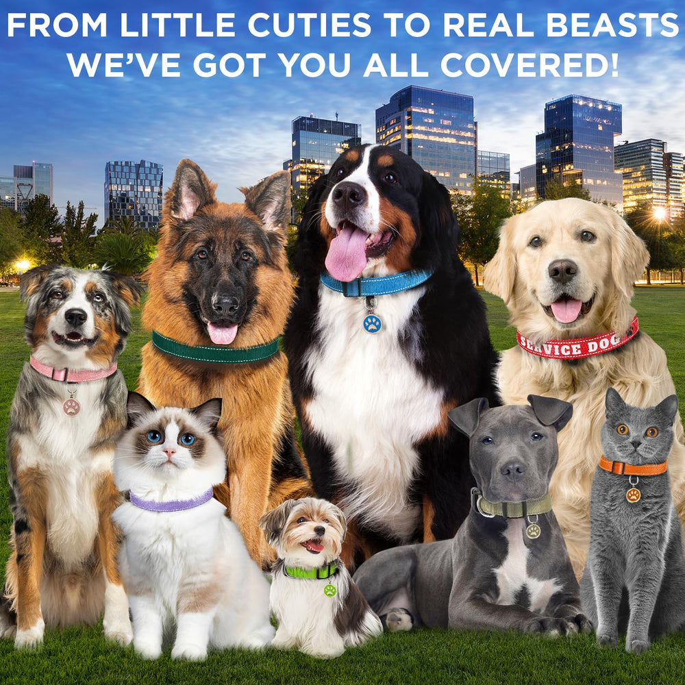 TECEUM Reflective Collar quick-release buckle enables easy on/off for quick everyday use.