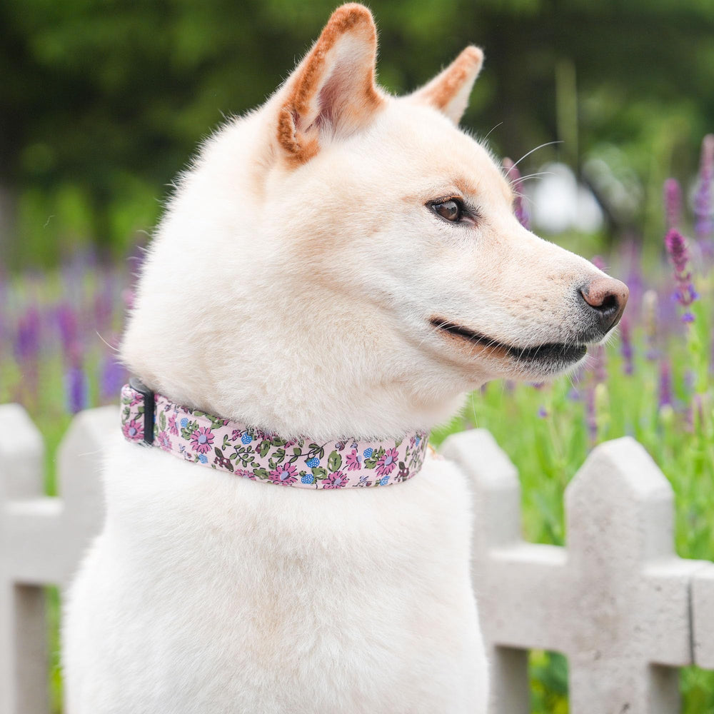 TEEMERRYCA durable collar survives daily wear and activity