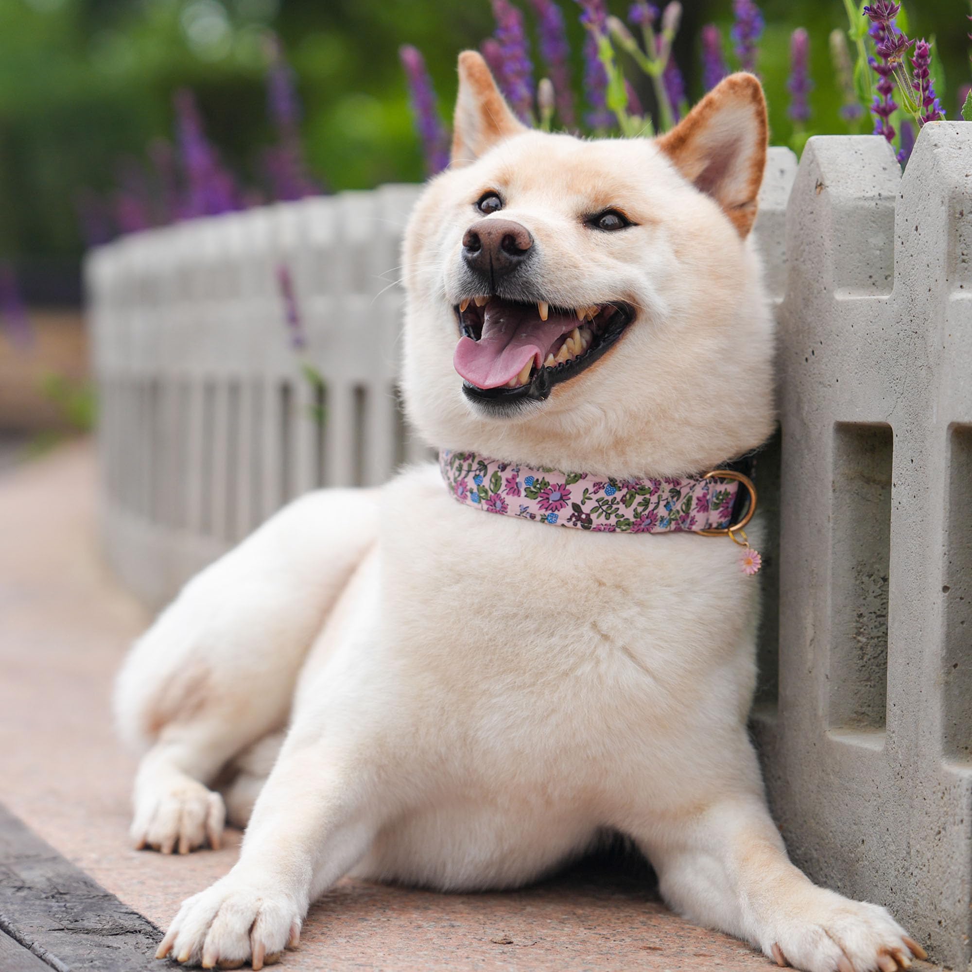 TEEMERRYCA vibrant floral design boosts canine style on walks