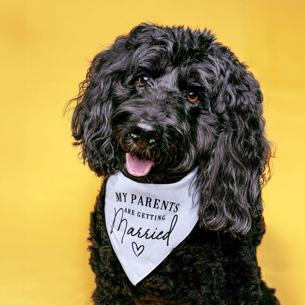 Tees & Tails made-in-USA dog accessory highlights craftsmanship and woman-owned business.