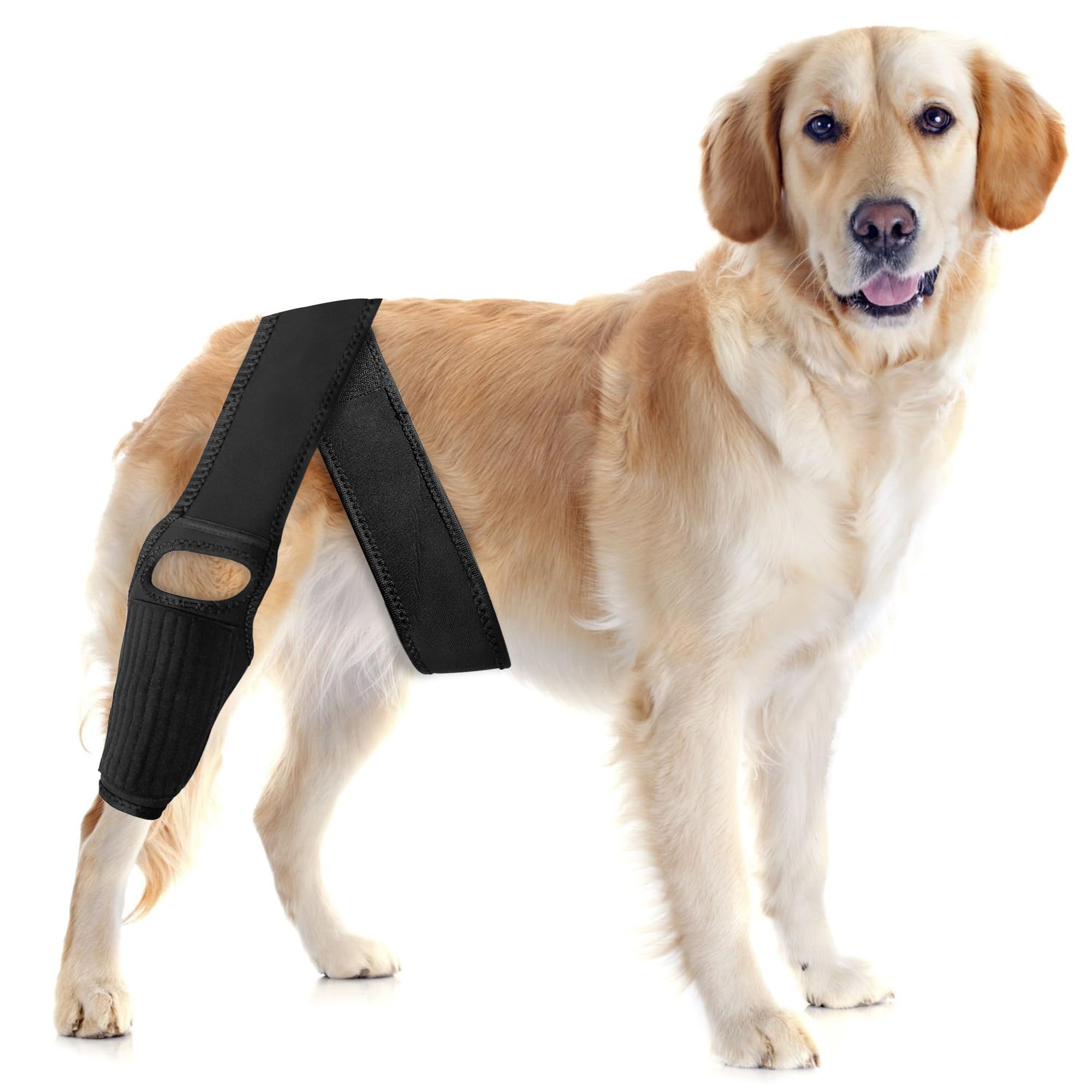 TEHAYSH dog knee brace front-left worn for supportive walks