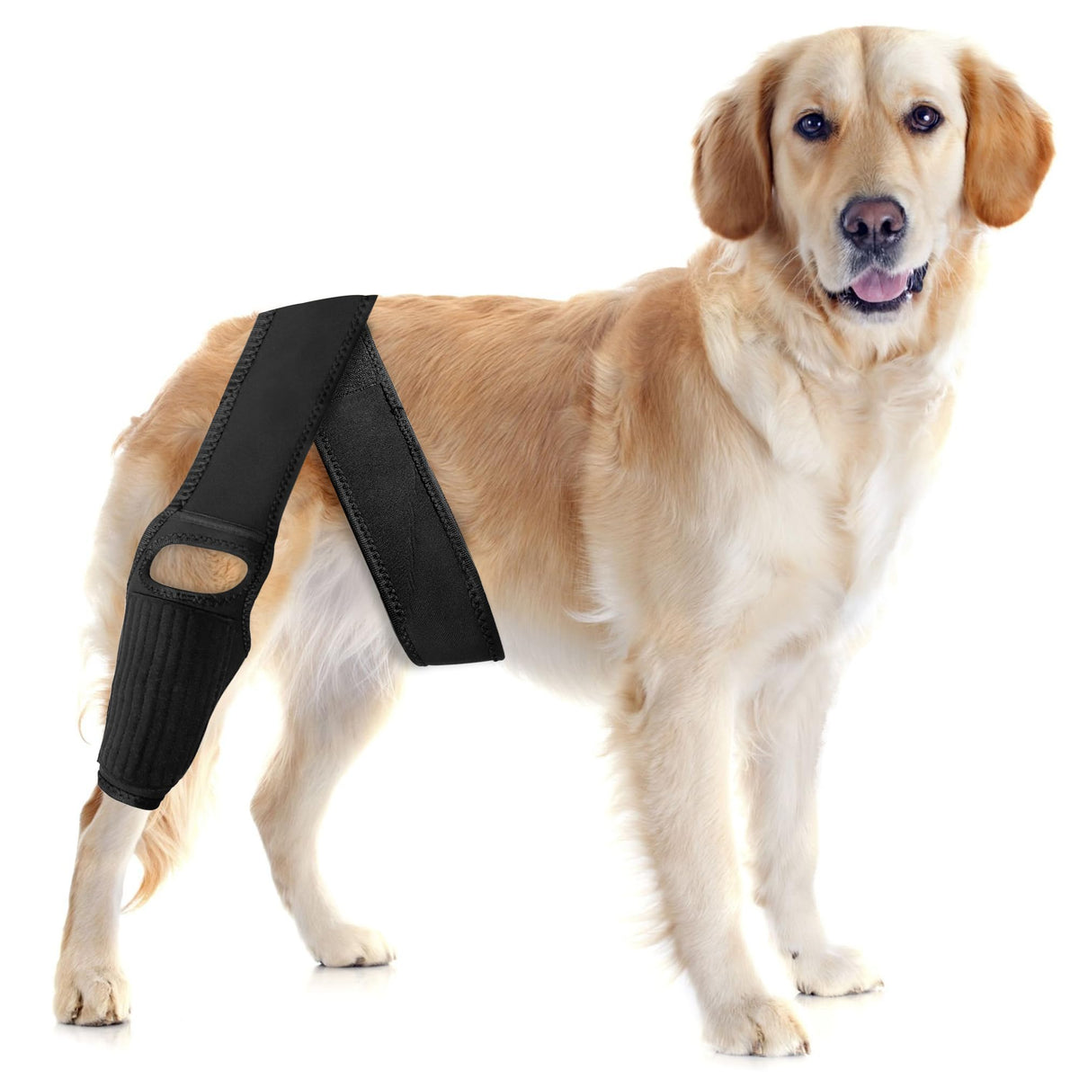 TEHAYSH dog knee brace front-left worn for supportive walks