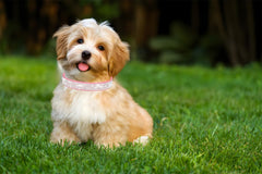 Teleyi puppy collar in soft suede pink provides skin-friendly daily comfort.