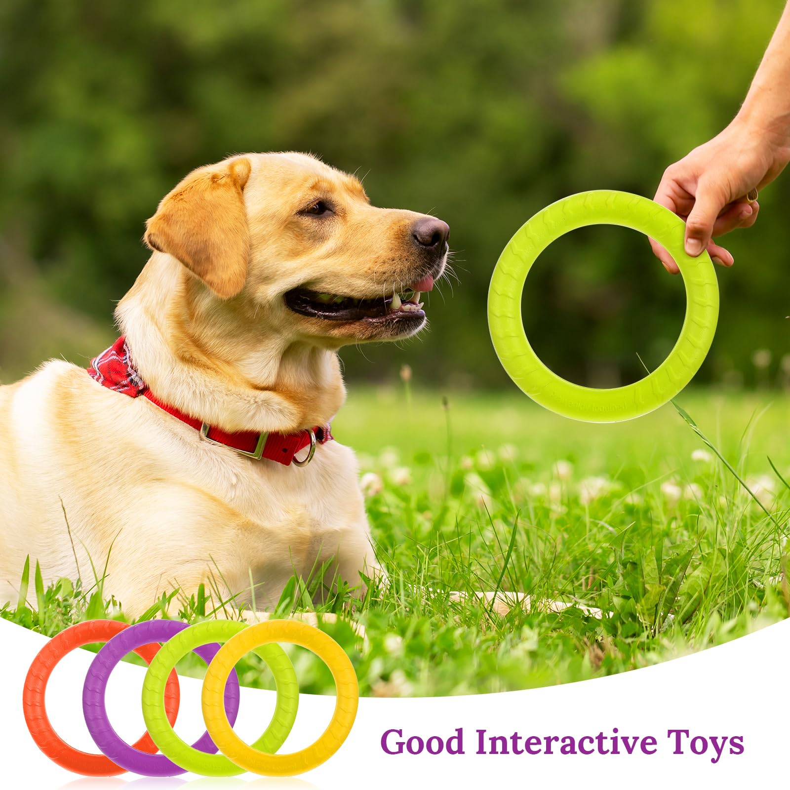 Telooco dog ring pack includes four colors for versatile play