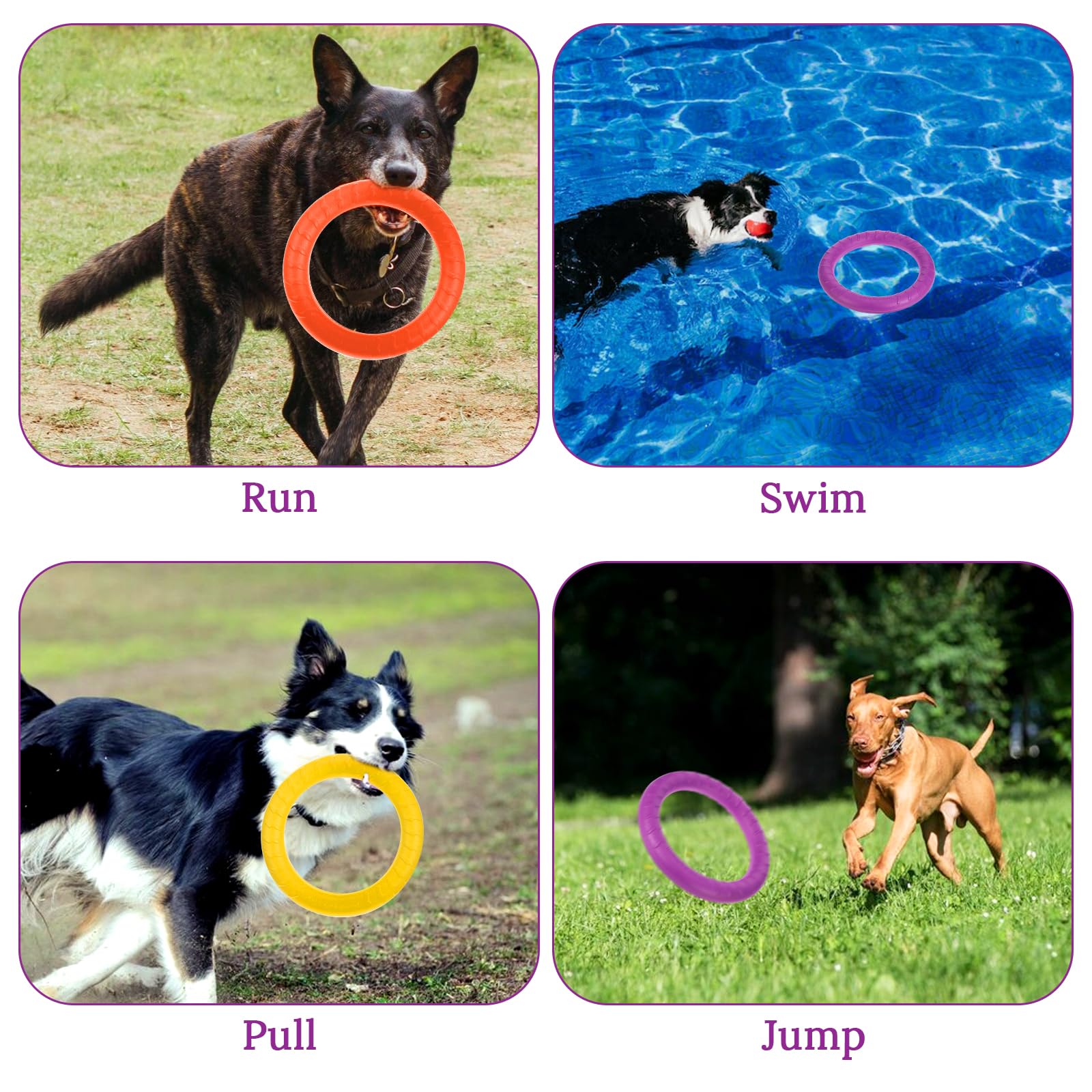 Telooco dog ring training exercise demonstrates energy-burning play