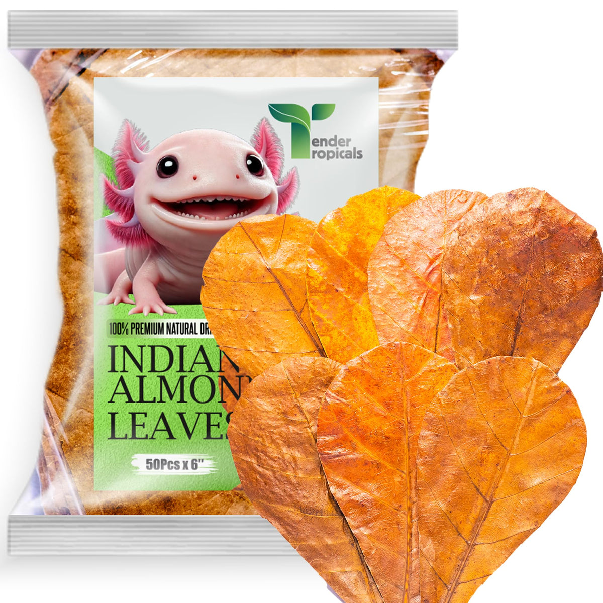 Tender Tropicals axolotl Indian almond leaf, 6-inch habitat enhances natural environment and enrichment.