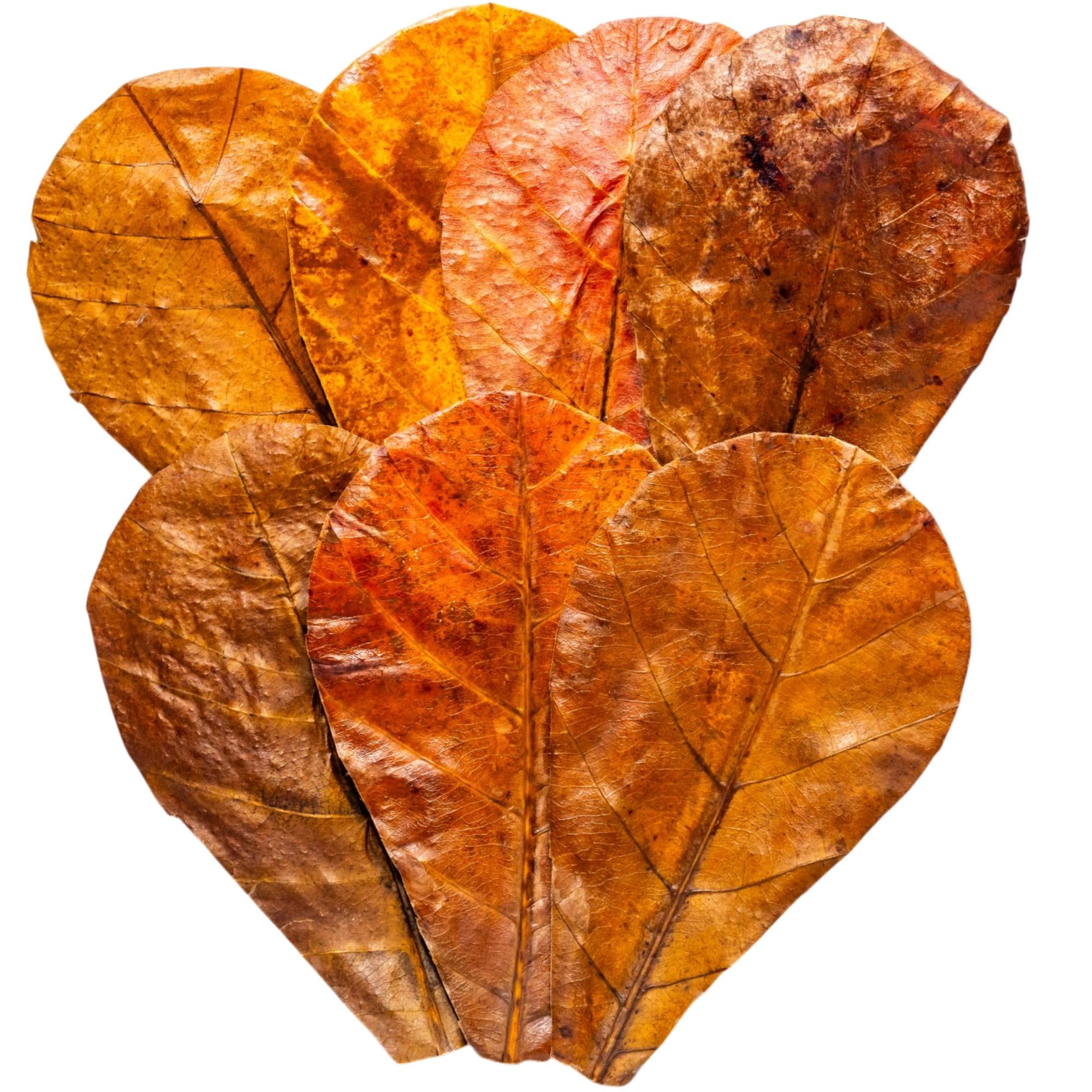 Tender Tropicals axolotl leaf hiding-spot for enrichment and shelter.