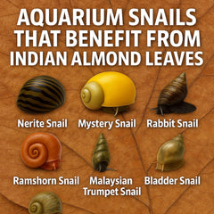 Tender Tropicals baby shrimp hiding leaves providing natural shelter in breeding tanks