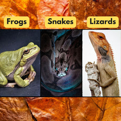 Tender Tropicals bioactive vivarium ecosystem image shows microfauna-friendly bedding supporting isopods and springtails.