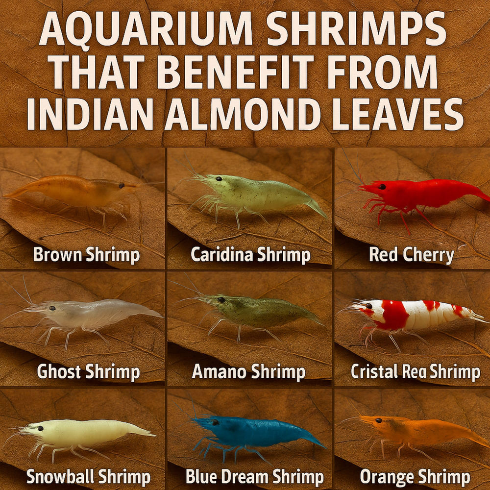 Tender Tropicals biofilm surface ready for grazing by tiny shrimp and snails