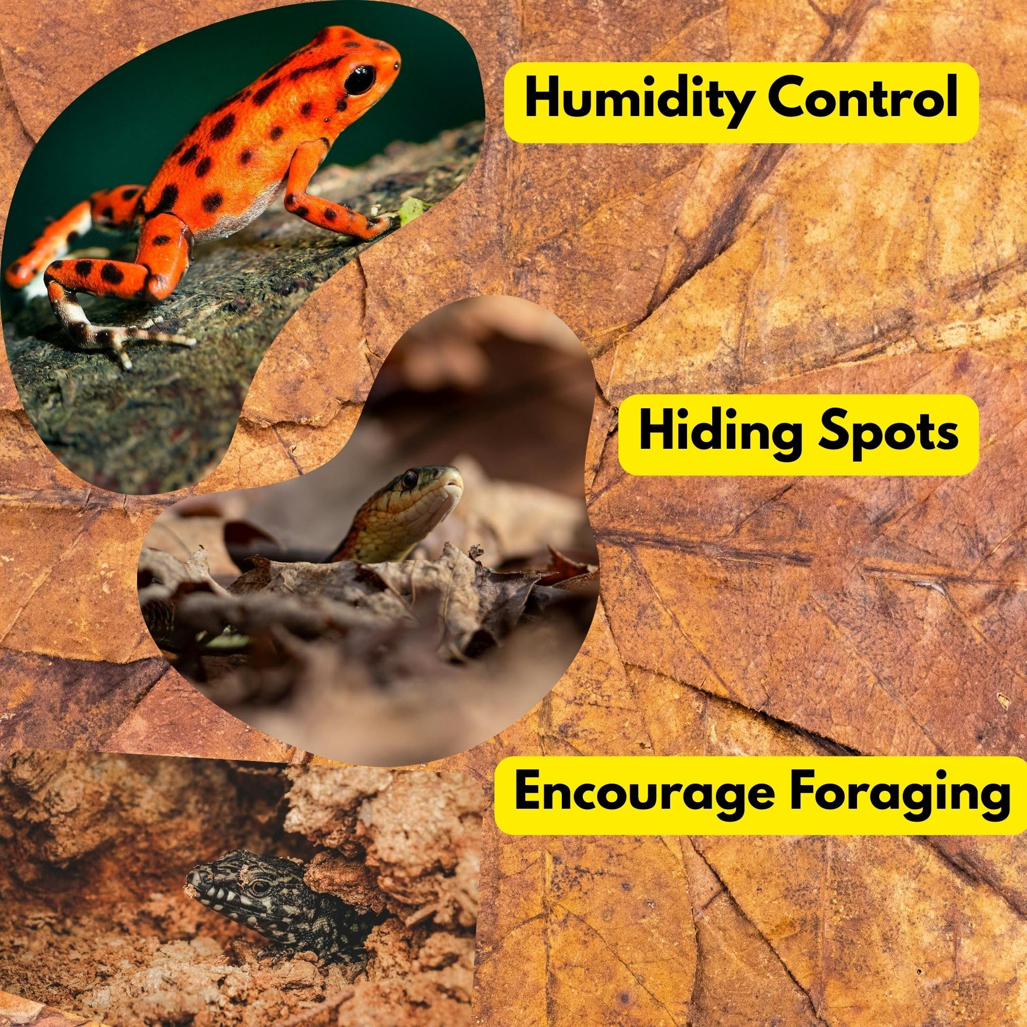 Tender Tropicals foraging and burrowing scene evokes natural exploration and enrichment in reptiles.