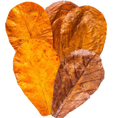 Tender Tropicals Indian almond leaves habitat highlights humidity retention for stable terrarium climate.