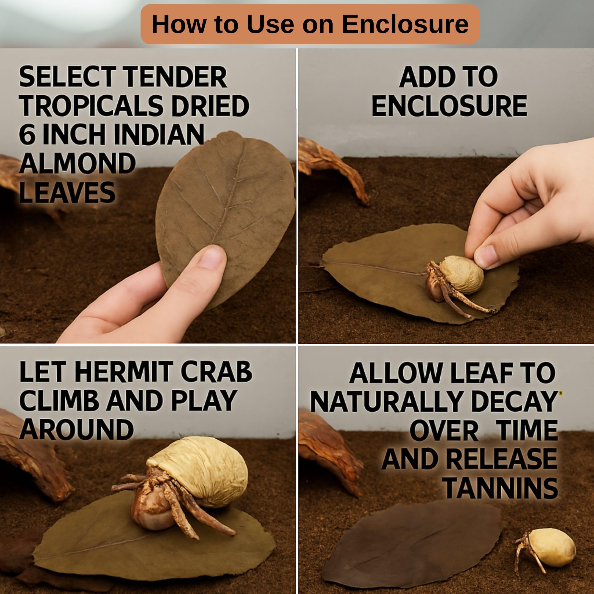 Tender Tropicals leaves suitable for betta, shrimp, snails and frogs