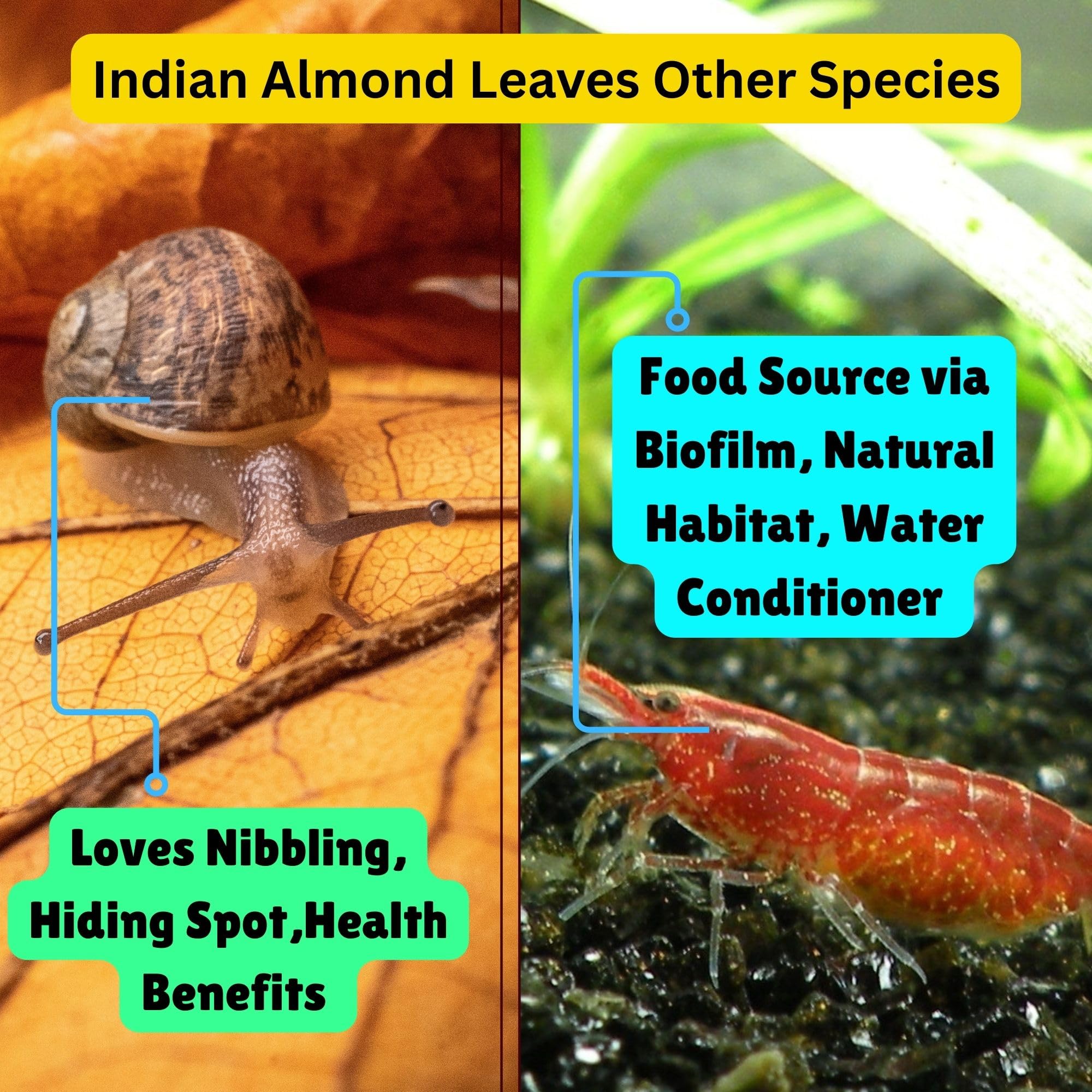 Tender Tropicals sun-dried chem-free leaves ensure chemical-free enrichment in tanks.