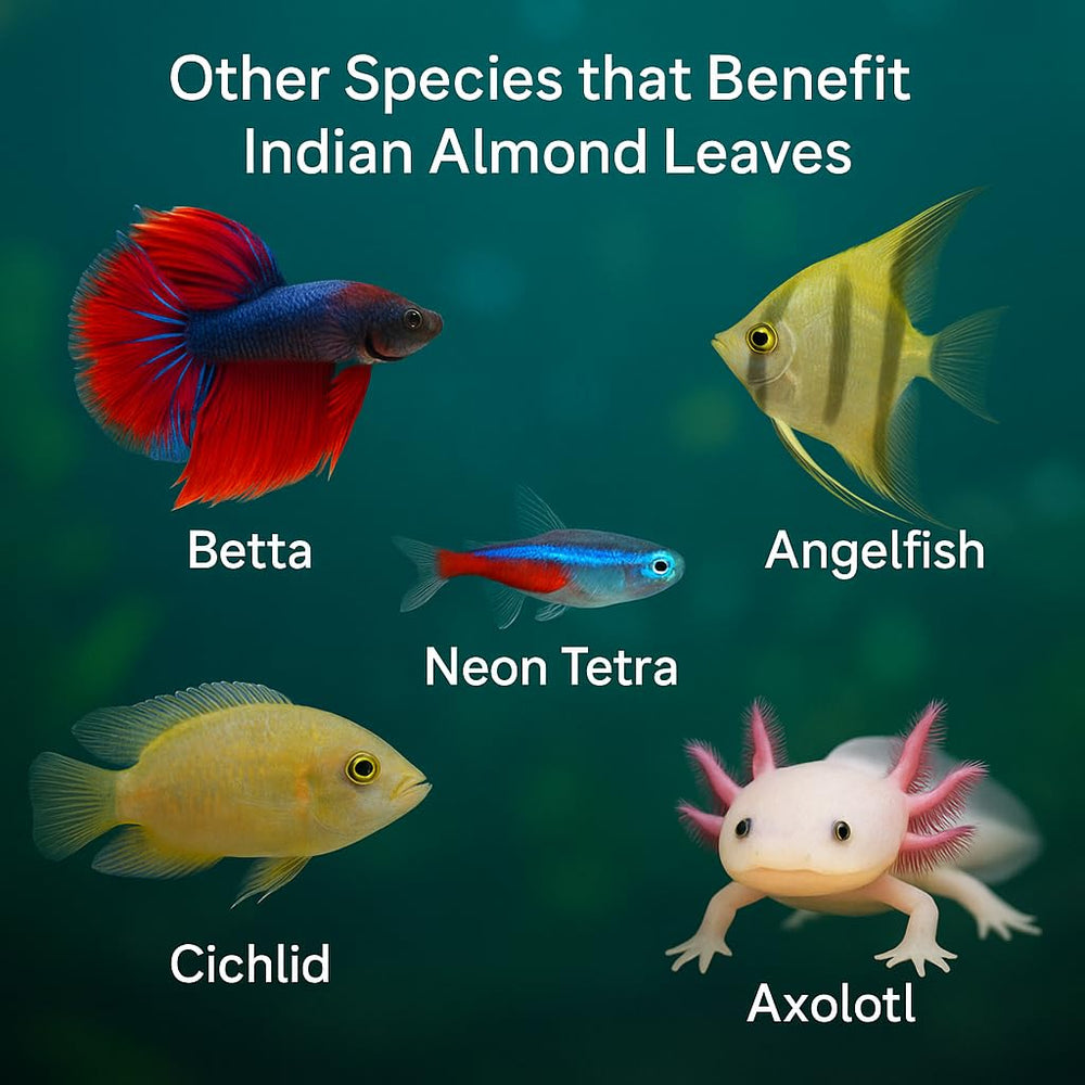 Tender Tropicals dried leaves gently tint water with natural tannins for calmer aquariums