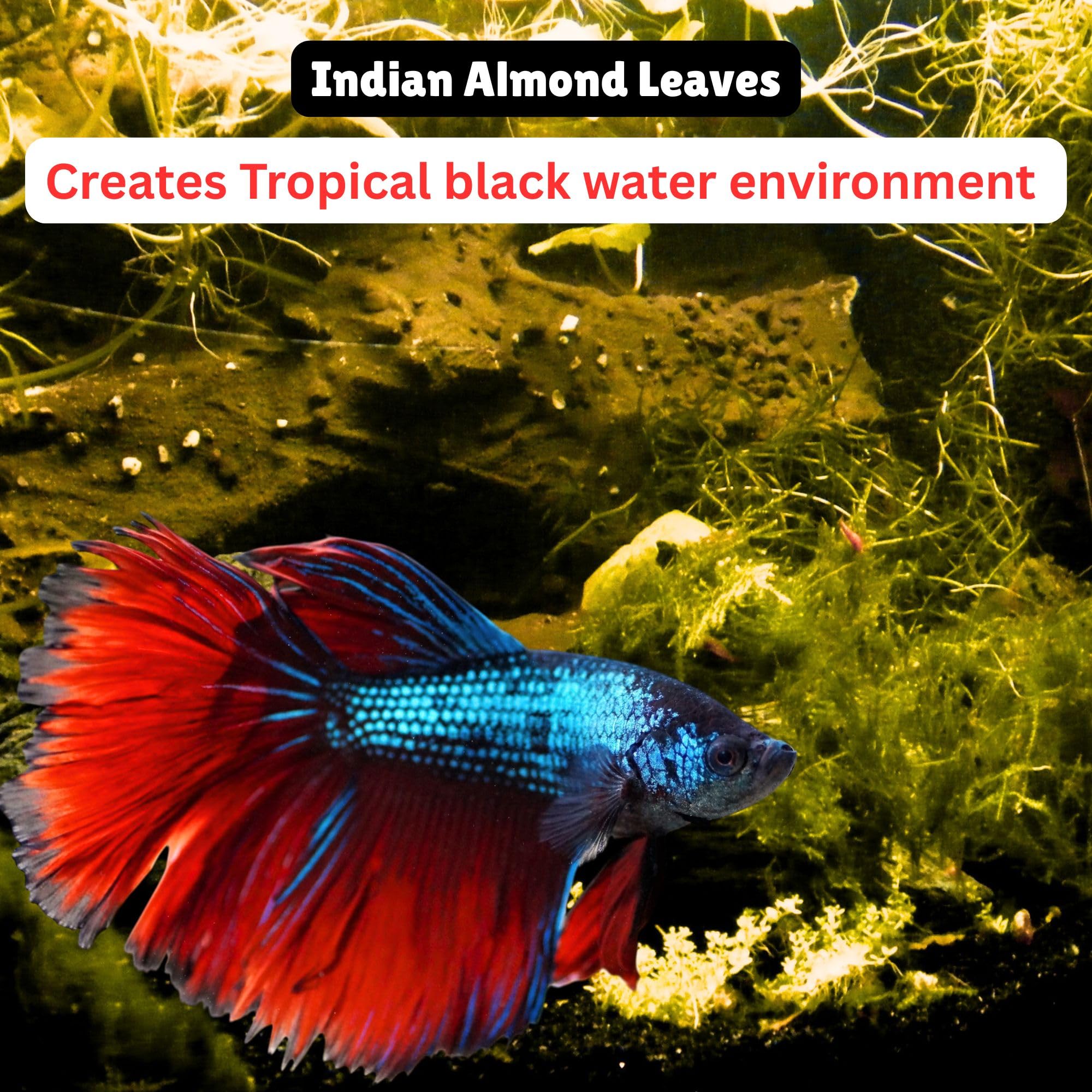 Tender Tropicals leaves in planted tanks provide organic material and authentic aesthetics