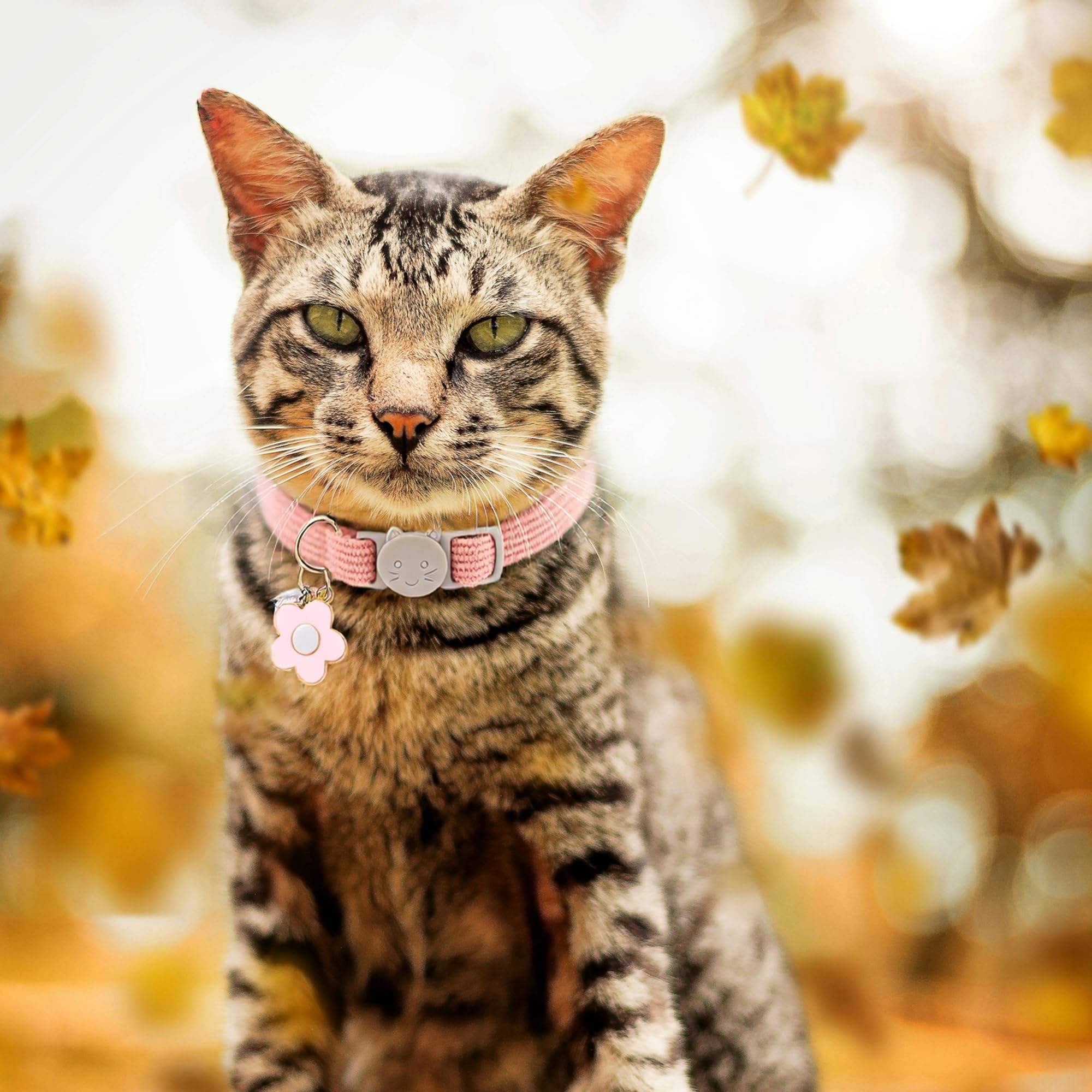 TENICER cat collar on cat demonstrates adjustable fit for growing kittens and adults.
