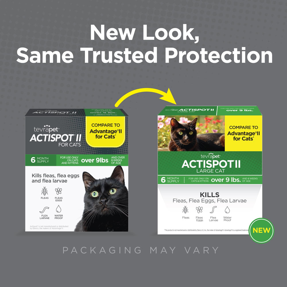TevraPet Actispot II on a cat's back demonstrates fast, waterproof flea protection