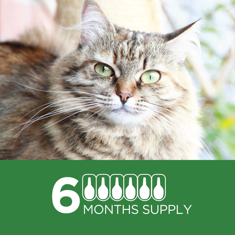 TevraPet Actispot II eggs and larvae visual supports reinfestation prevention