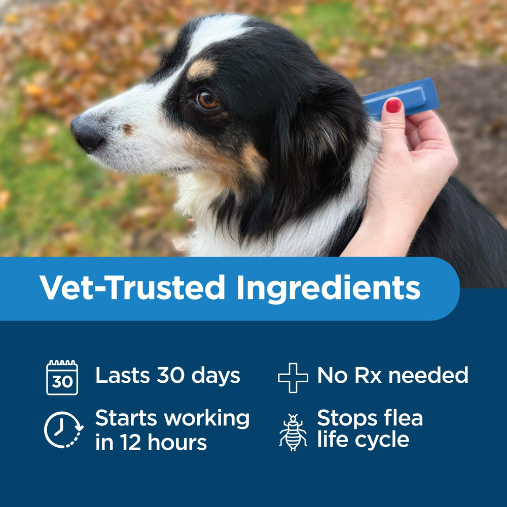 TevraPet Activate II packaging highlights four monthly doses for easy planning.