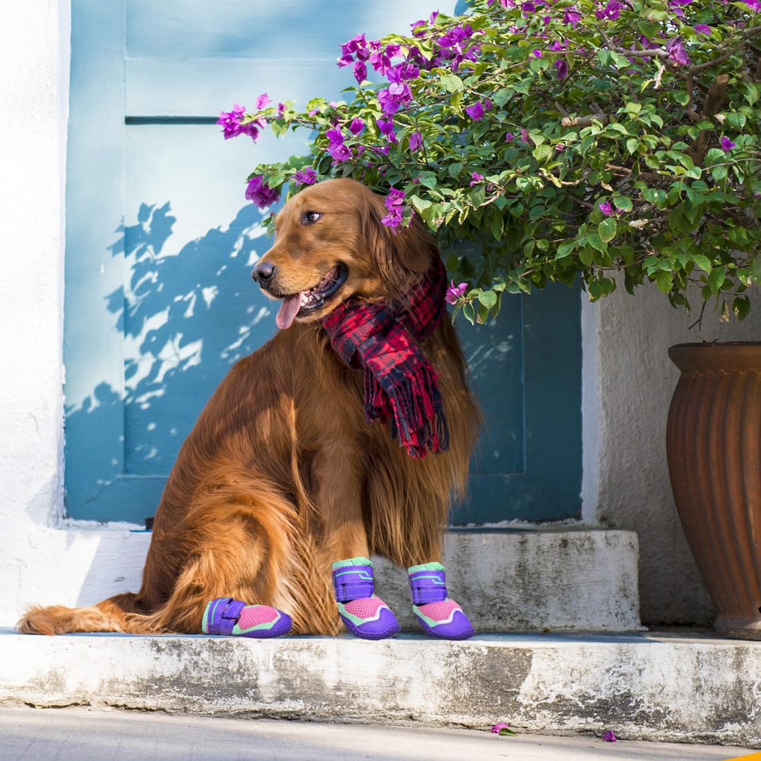 TEWIWAP dog shoes guarding floors from scratches and dirt