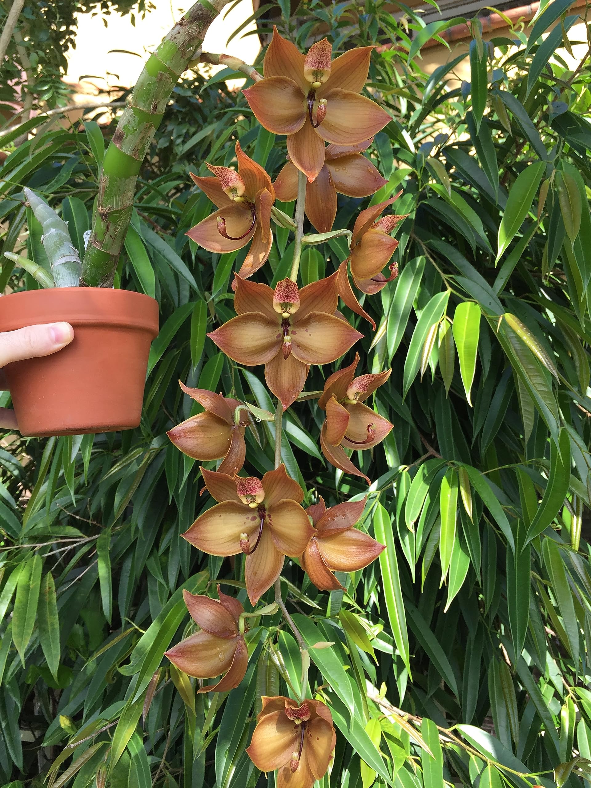 Tezula Plants orchids in tree-fern substrate image shows orchid-friendly medium for airflow and moisture balance