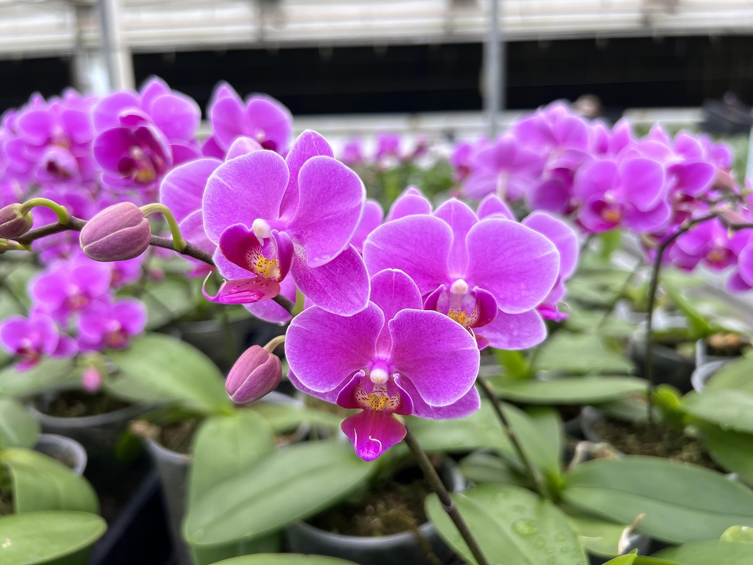 Tezula Plants Phalaenopsis root-airflow with tree fern substrate supports airy roots and robust growth