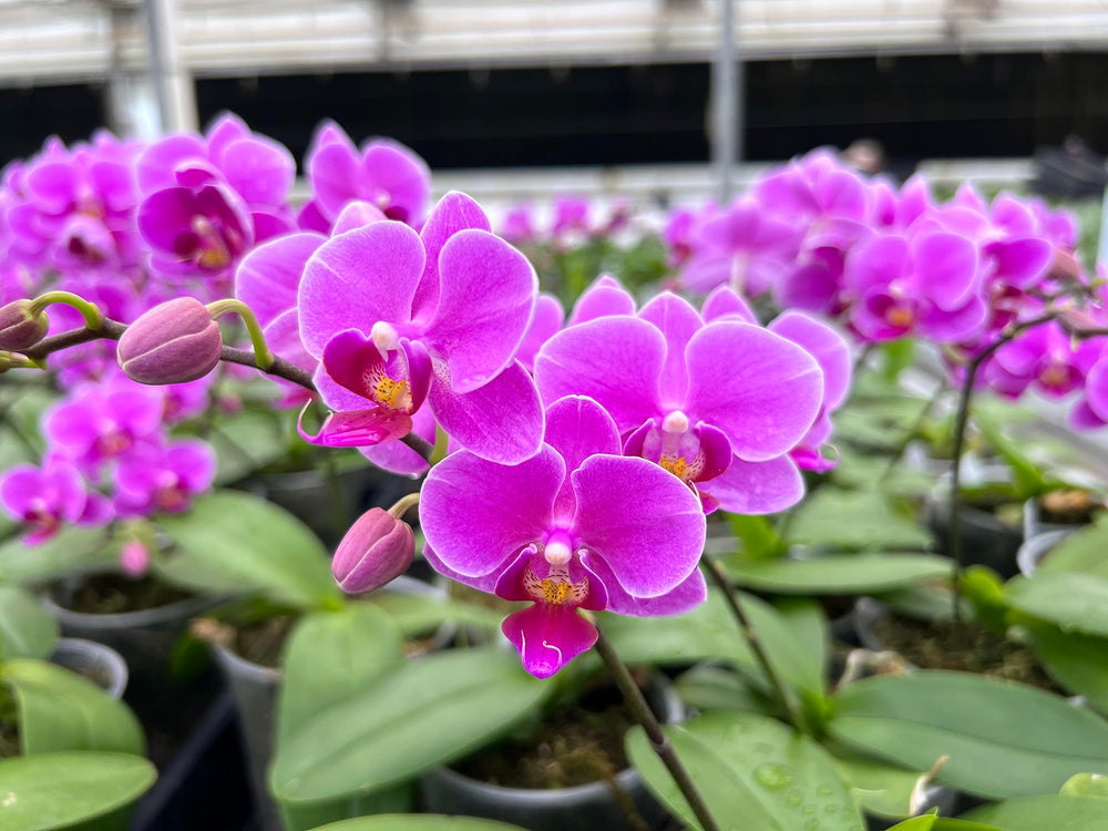 Tezula Plants Phalaenopsis root-airflow with tree fern substrate supports airy roots and robust growth