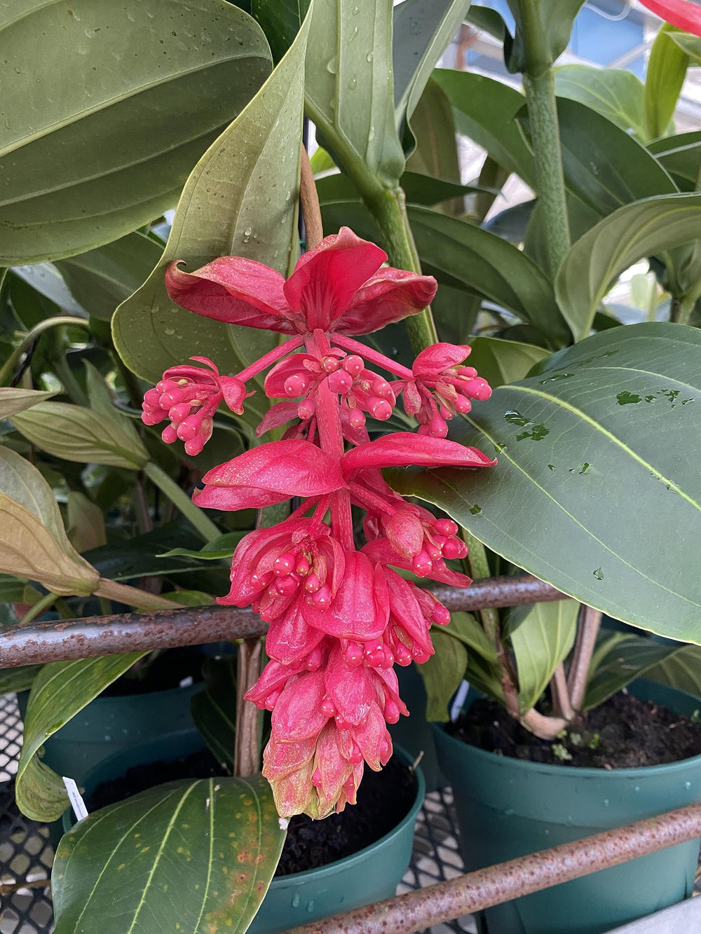 Tezula Plants ready-to-use debris-free mix for easy repotting and even nutrient uptake