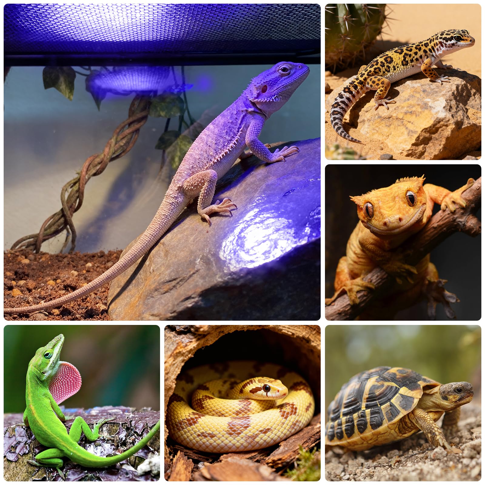 TFNN reptile light shown in enclosures supports uniform exposure