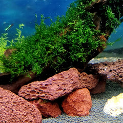 Tfwadmx red lava rock porosity provides surface area for bacteria in filters