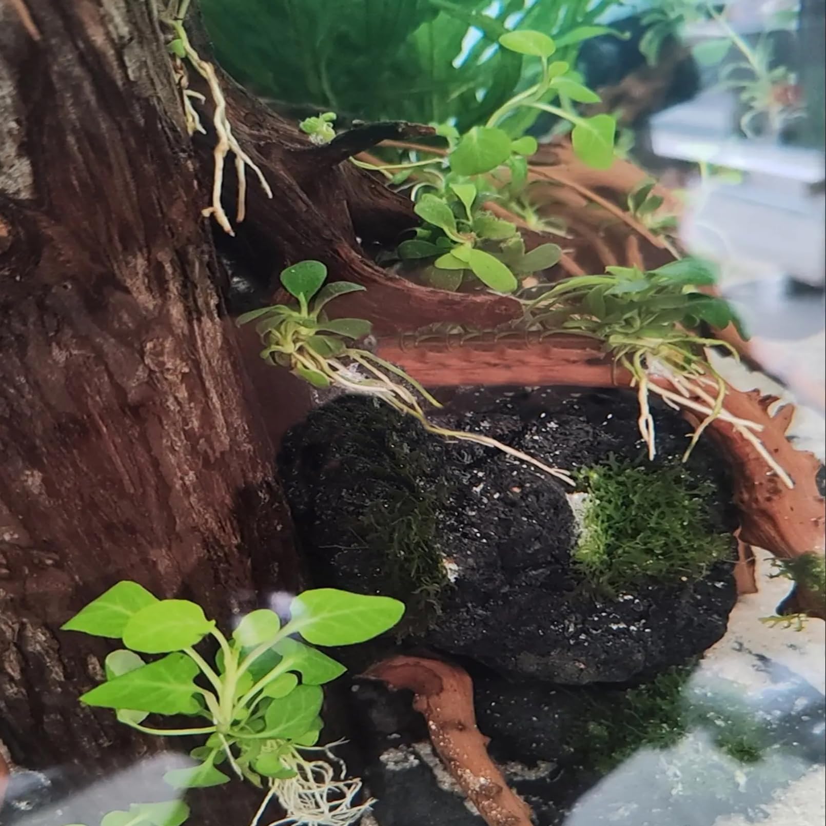 Tfwadmx fish tank stone setup supports plant placement and tank aesthetics
