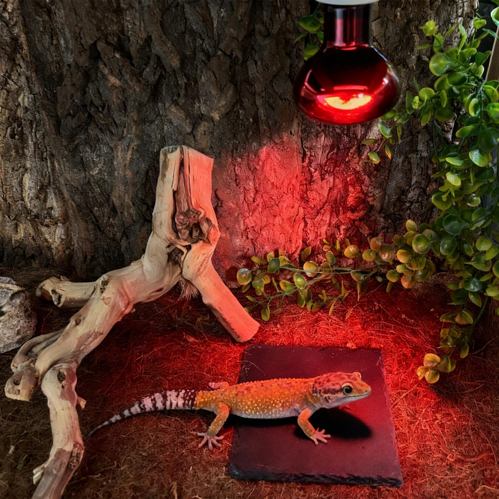 tfwadmx heat-dissipation surface offers a cool resting spot after basking