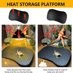 Tfwadmx reptile basking platform food dish for feeding on a natural surface.