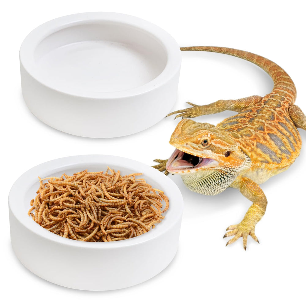 Tfwadmx reptile bowl ceramic 2-pack front view for clean feeding