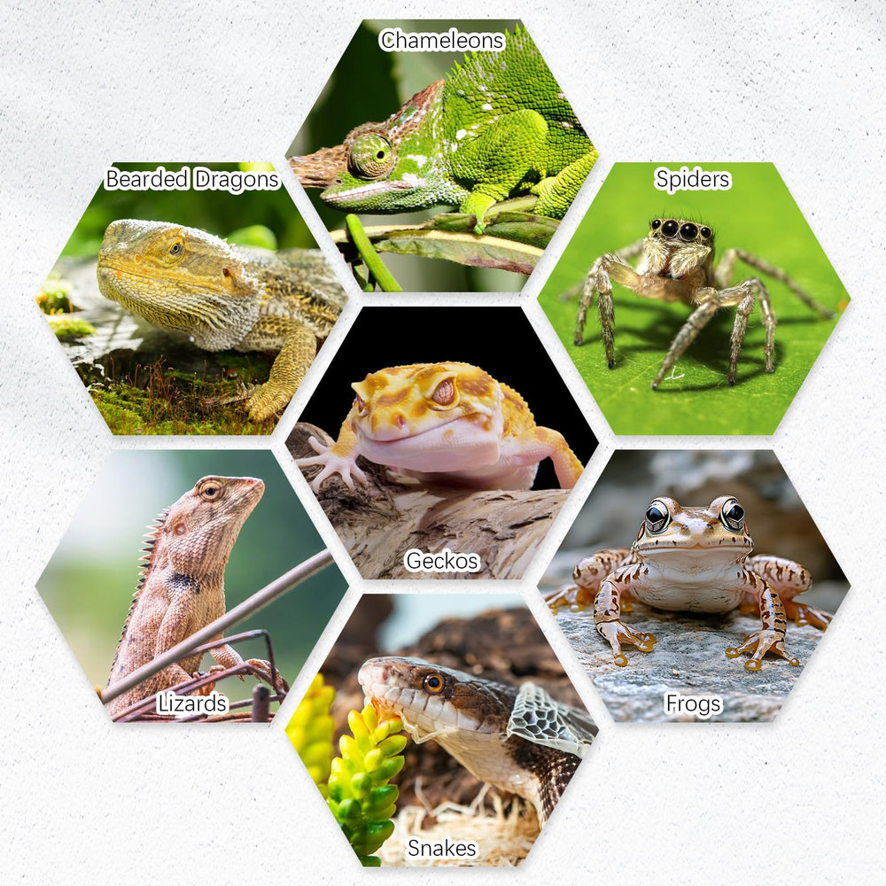 Tfwadmx reptile bowl small reptiles friendly size 3.9 inches