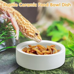 Tfwadmx reptile bowl smooth surface easy to clean