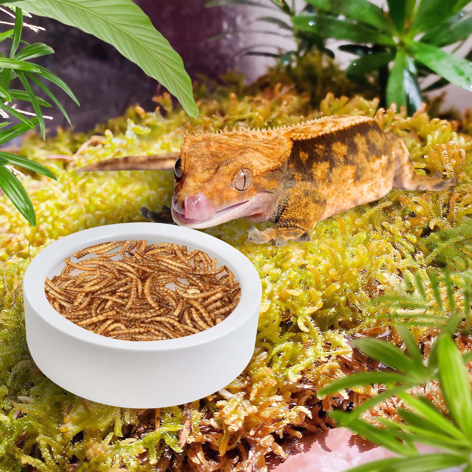 Tfwadmx reptile bowl white ceramic ideal for visible mealworms feeding