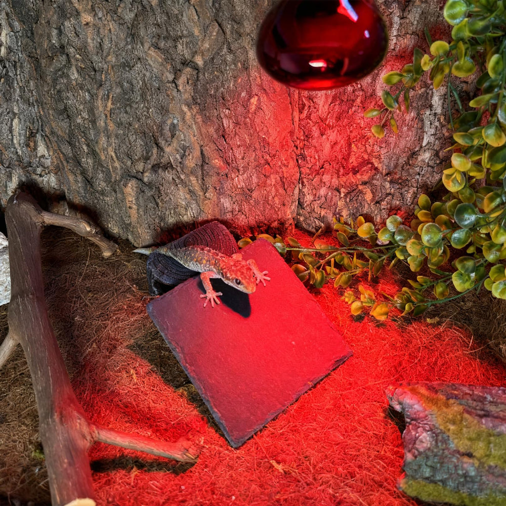 tfwadmx slate feeding dish bathing terrace shown in durable rock tone